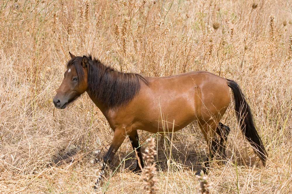 Il cavallino di Skyros